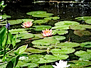 Lily03