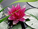 Lily07