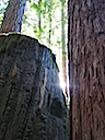 Redwoods, CA