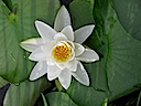 Lily12
