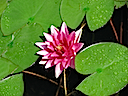 Lily05