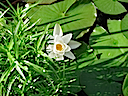Lily22