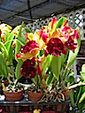 Hawaii orchids 10