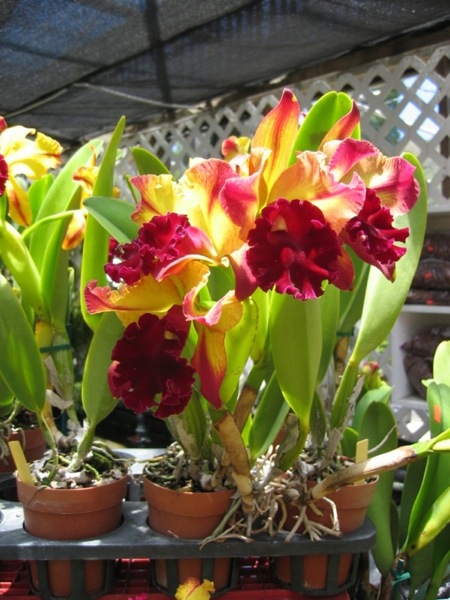 Hawaii08 585
