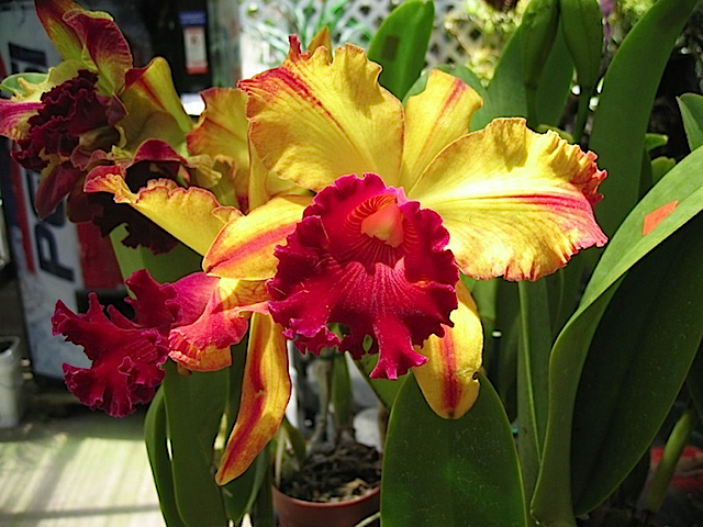 Hawaii08 587