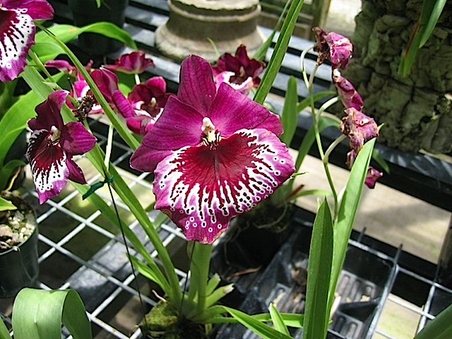 Hawaii08 590