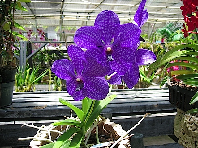 Hawaii08 599