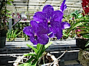 Hawaii orchids 3