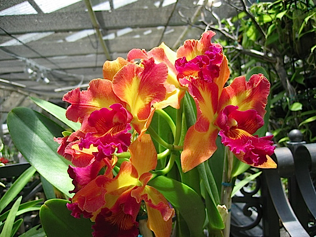 Hawaii08 600