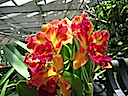 Hawaii orchids 4