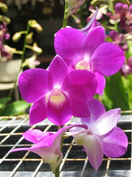 Hawaii08 607
