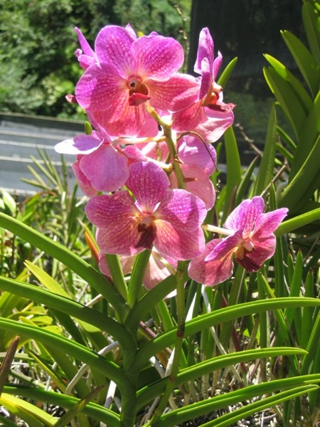 Hawaii08 633