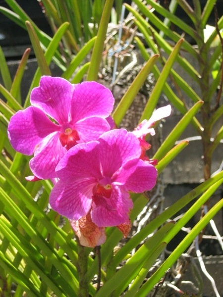 Hawaii08 637