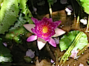 Water Lily in Hawaii