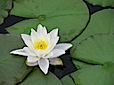 Lily14