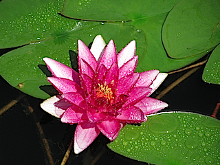 water lily