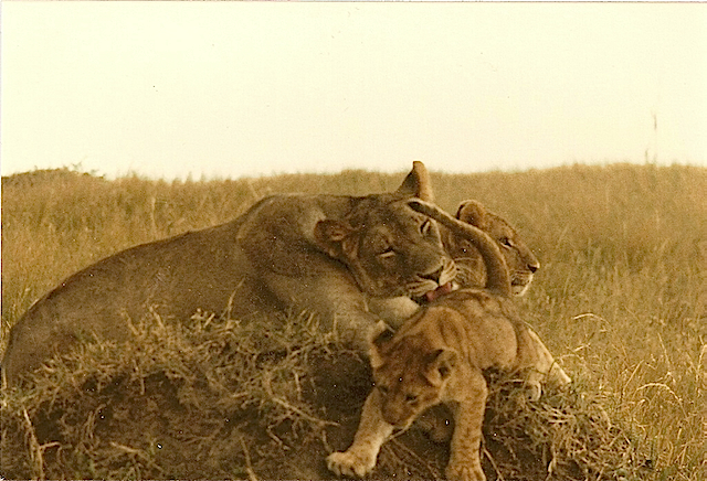 kenya2