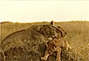 Kenya lions