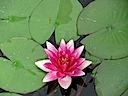 Lily11