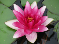 lily0