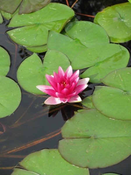 Lily07