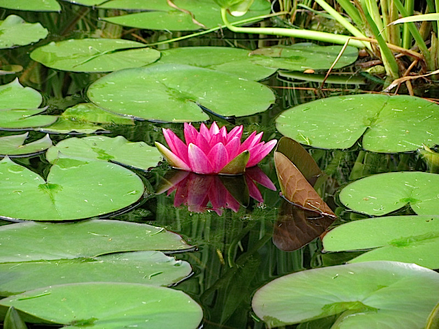 Lily08