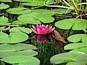 Lily09