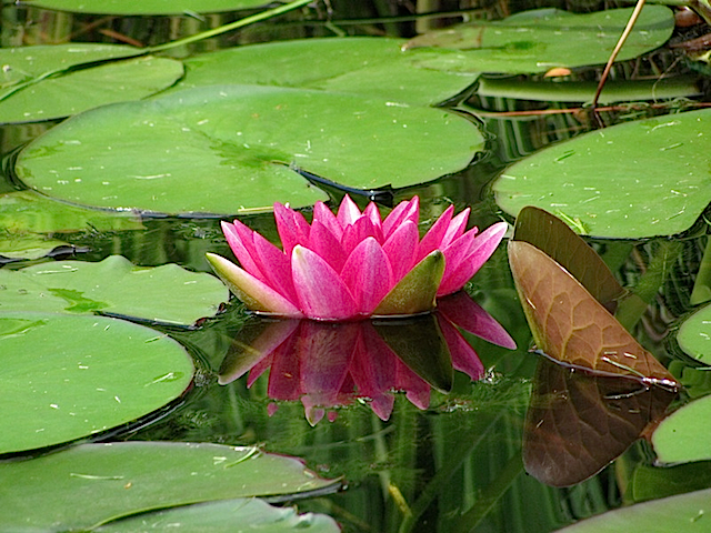 Lily09