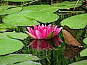 Lily02
