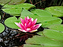 Lily11