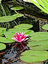 Lily15