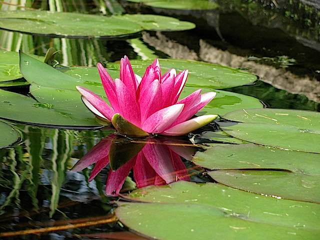 Lily17