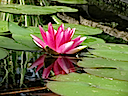 Lily19