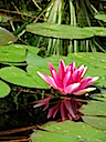 Lily19