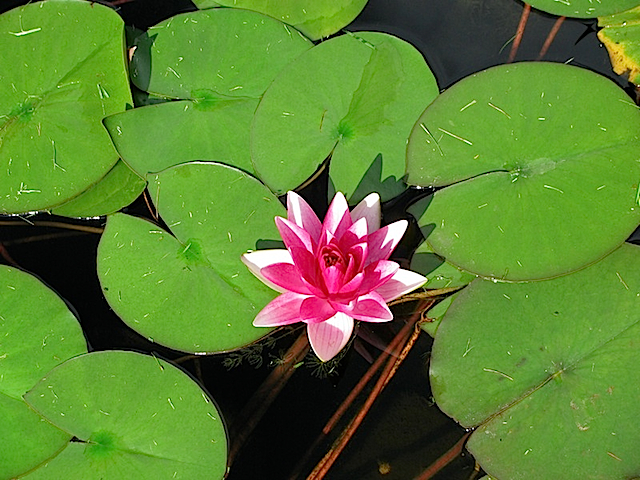 Lily21