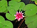 Lily10