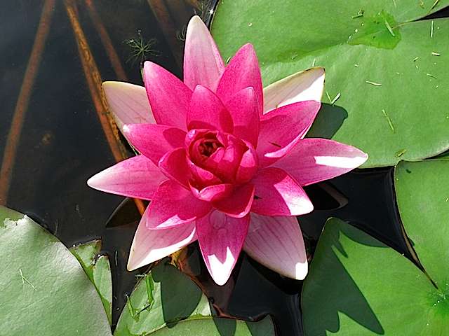 Lily23