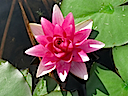 Lily17