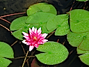 Lily01