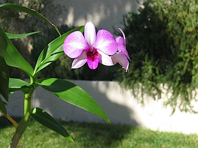 My Orchid1