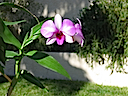 My Orchid 1