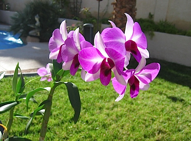My Orchid2