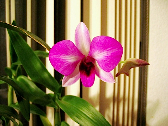 My Orchid3