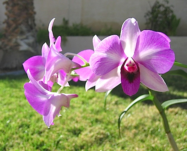 My Orchid4