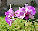 My Orchid 4