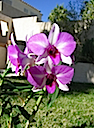 My Orchid 3