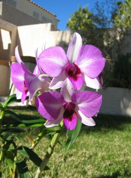 My Orchid5 13