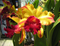 orchid0
