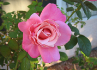 rose0
