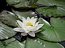 Lily08